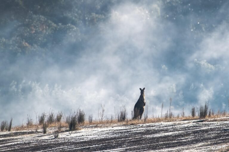 eastern-grey-kangaroo-5348449