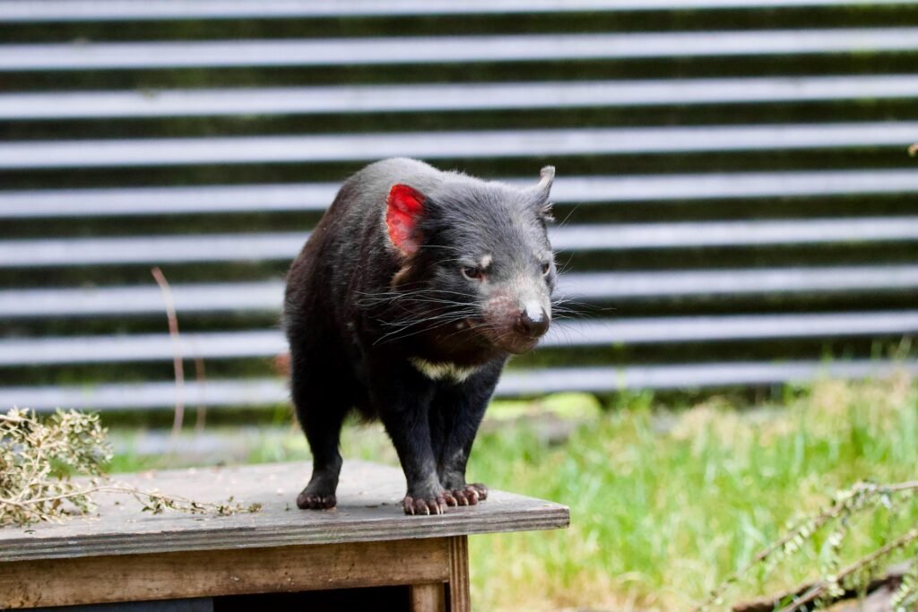 Things to do & Fun facts about Tasmanian Devils