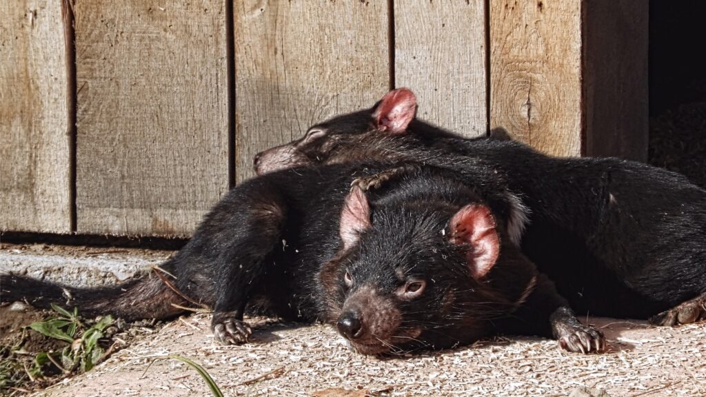 Things to do & Fun facts about Tasmanian Devils