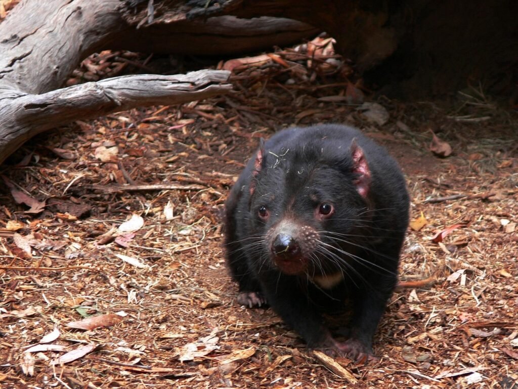 Things to do & Fun facts about Tasmanian Devils