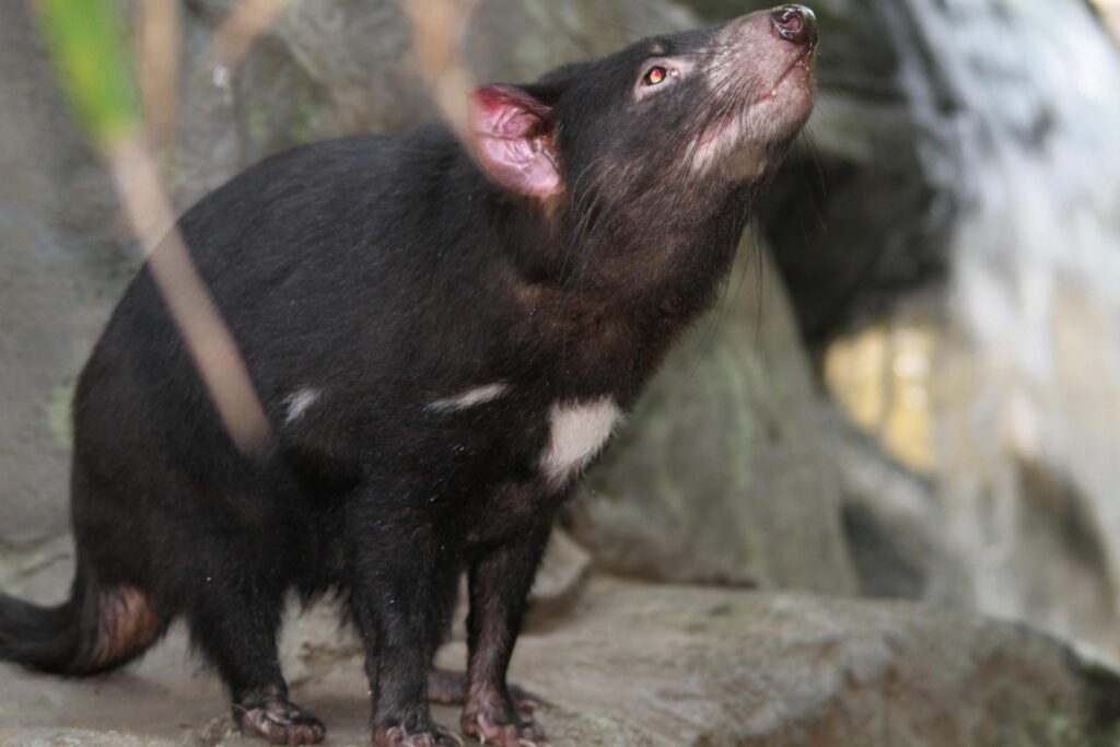 Things to do & Fun facts about Tasmanian Devils