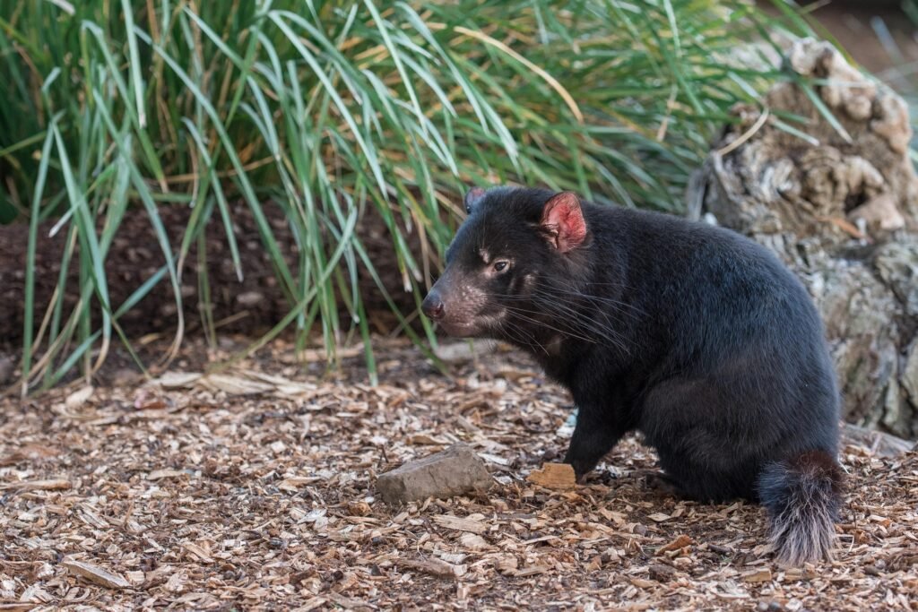 Things to do & Fun facts about Tasmanian Devils