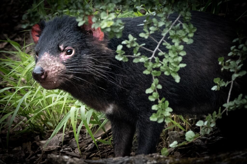 Things to do & Fun facts about Tasmanian Devils