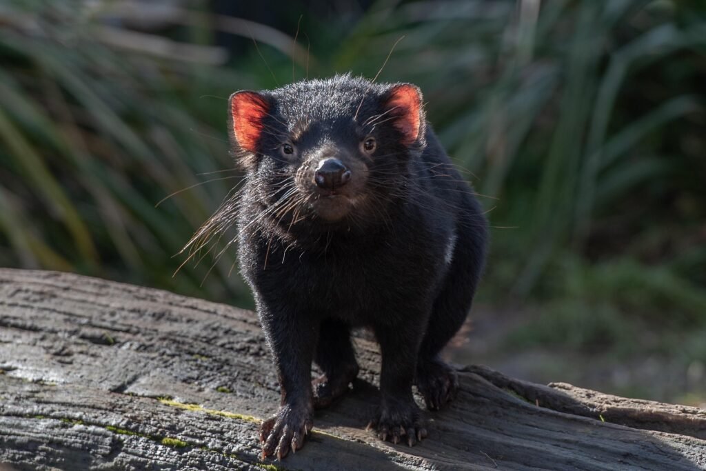 Things to do & Fun facts about Tasmanian Devils