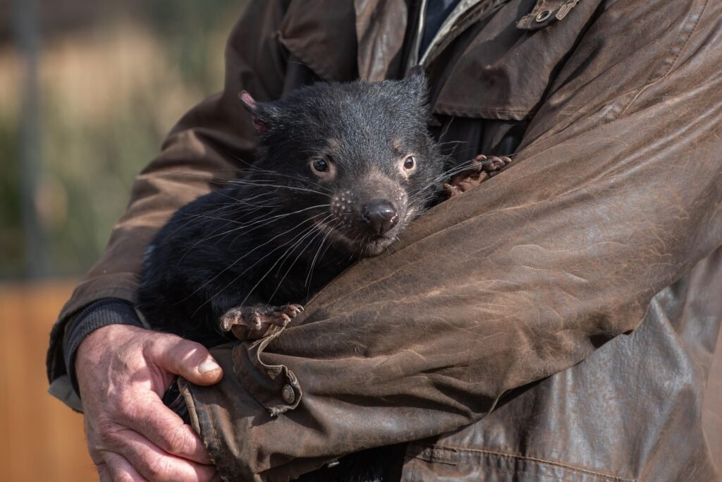 Things to do & Fun facts about Tasmanian Devils