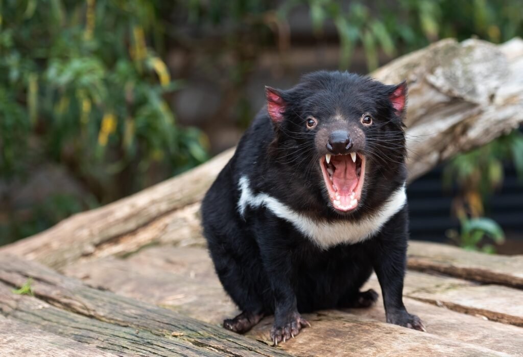 Things to do & Fun facts about Tasmanian Devils